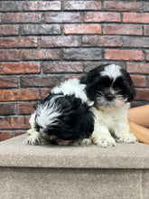 Shih Tzu